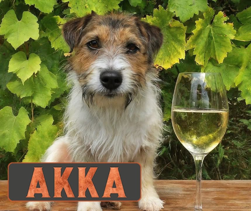 Dem Chef der AKKA schmeckt nicht nur Bierchen!